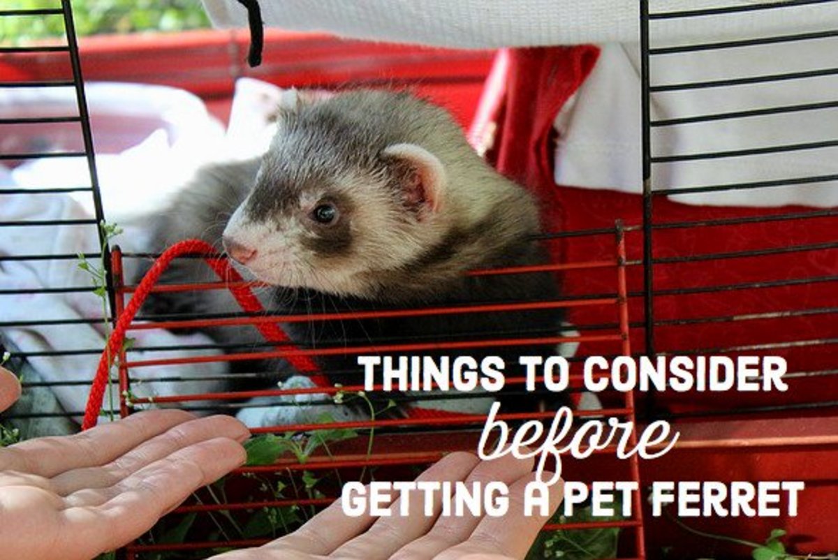 Problems with Keeping Ferrets as Pets PetHelpful