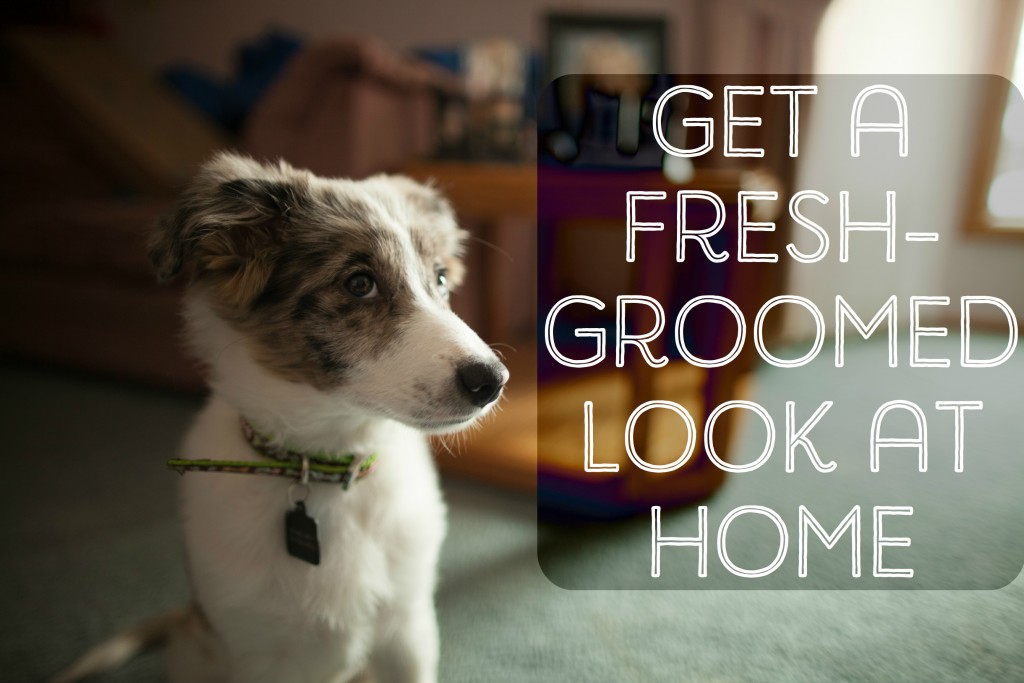 How to Fluff Dry Your Dog Yourself PetHelpful