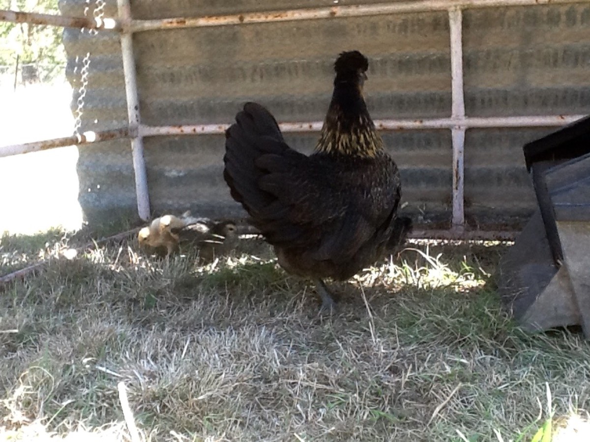 Raising Chickens (the Pet That Pays for Itself) PetHelpful