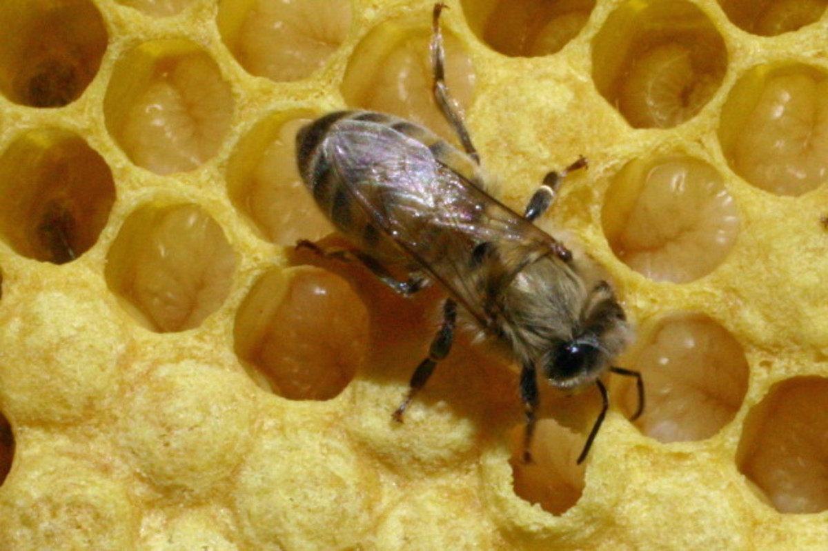 Bees, Pollination, and Habitat Loss Owlcation