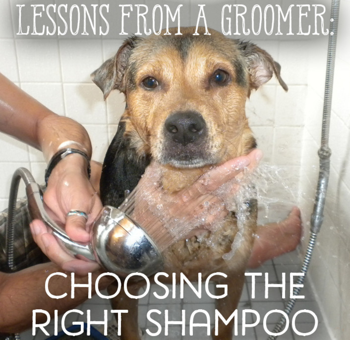 Lessons From a Groomer Shampoo for Fleas, Dandruff & More PetHelpful
