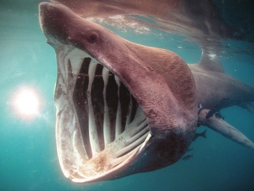 Amazing Shark Facts