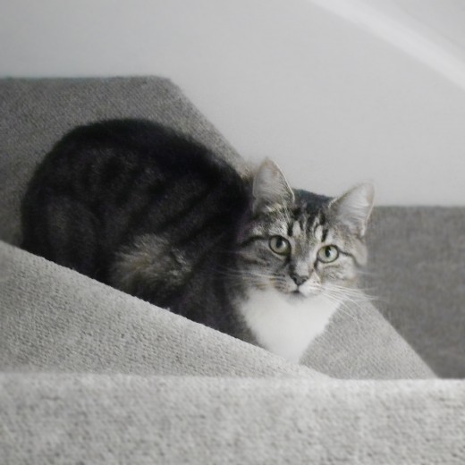 Cat Urinating In Your House? PetHelpful