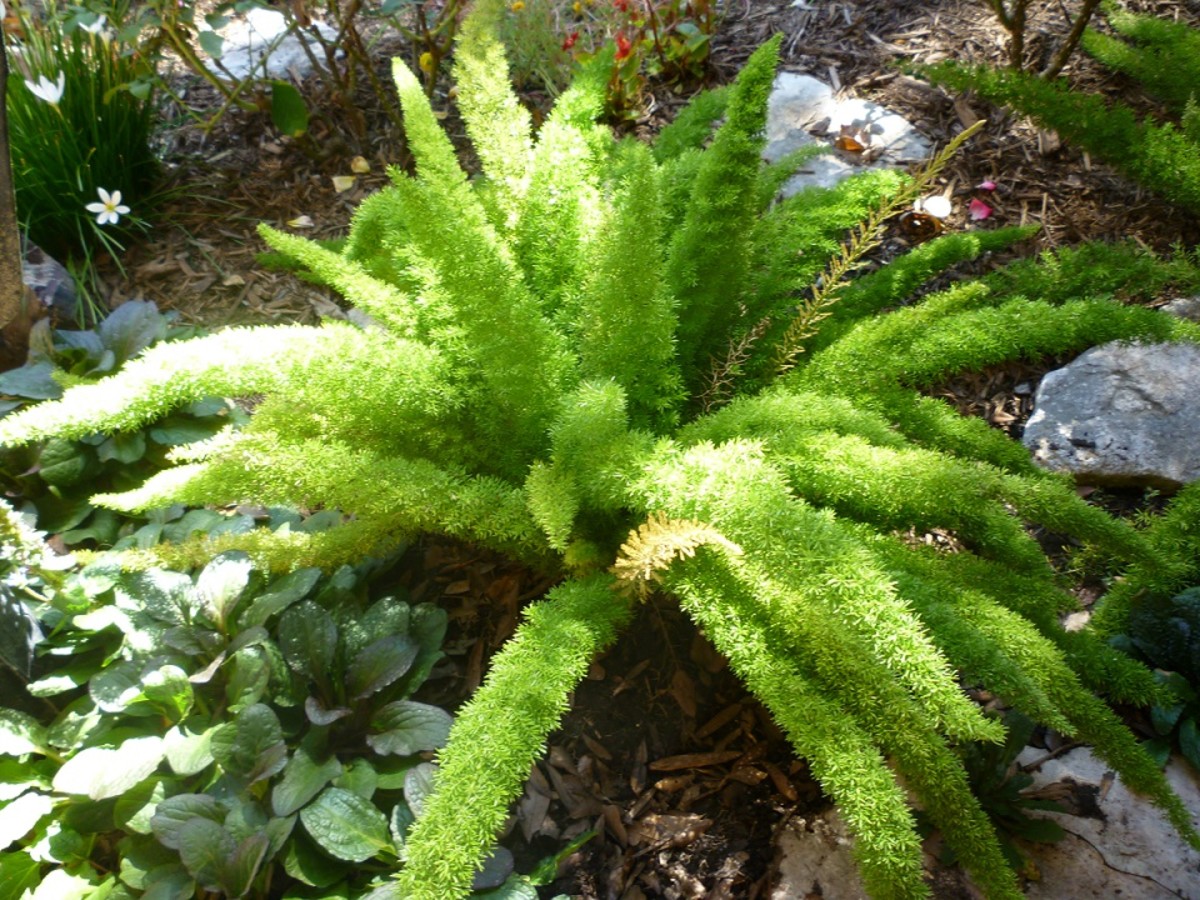 Beautiful Foxtail Fern Learn the Downside of Planting