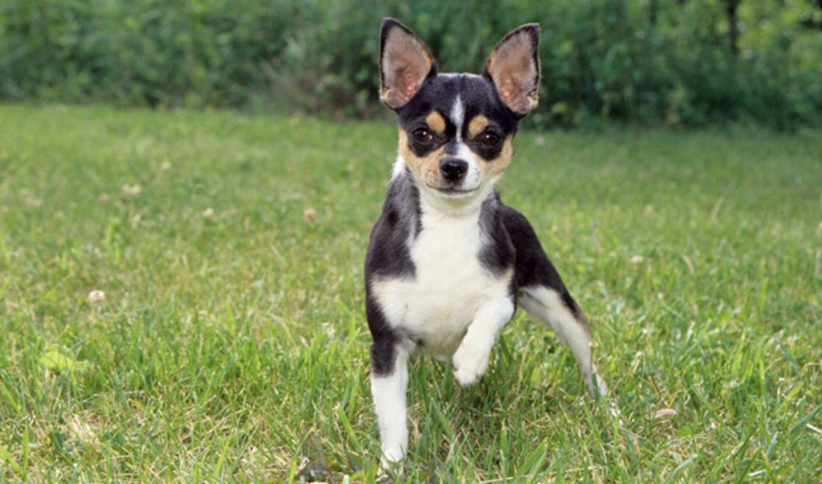 The 10 Low Maintenance Small Breed Dogs HubPages