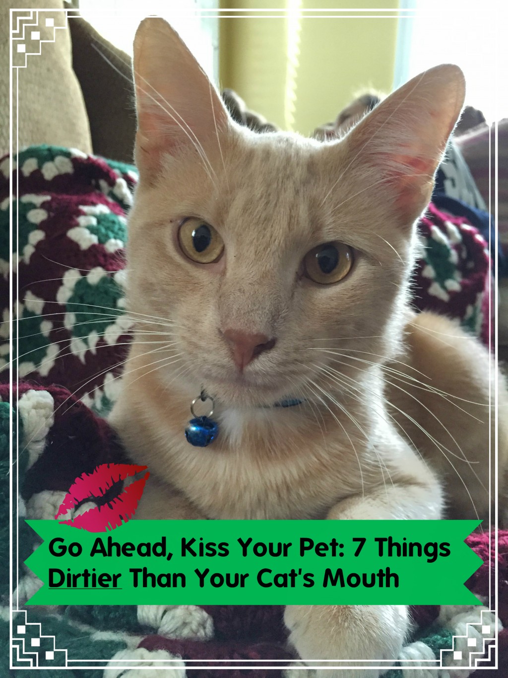 Go Ahead, Kiss Your Pet 7 Things Dirtier Than Your Cat's Mouth