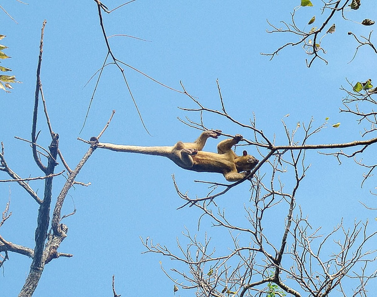 The Kinkajou A Tropical Rainforest Animal and an Exotic Pet PetHelpful
