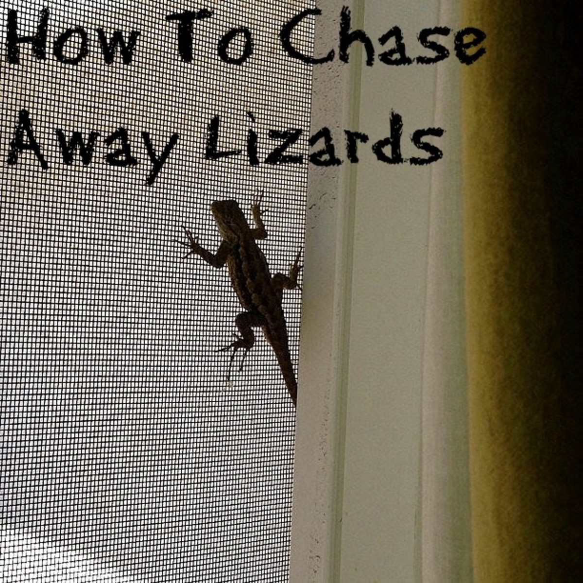 How To Chase Lizards Away Without Killing Them HubPages