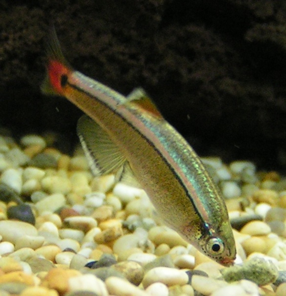 What Is the Best Fish to Keep in a Fishbowl? PetHelpful