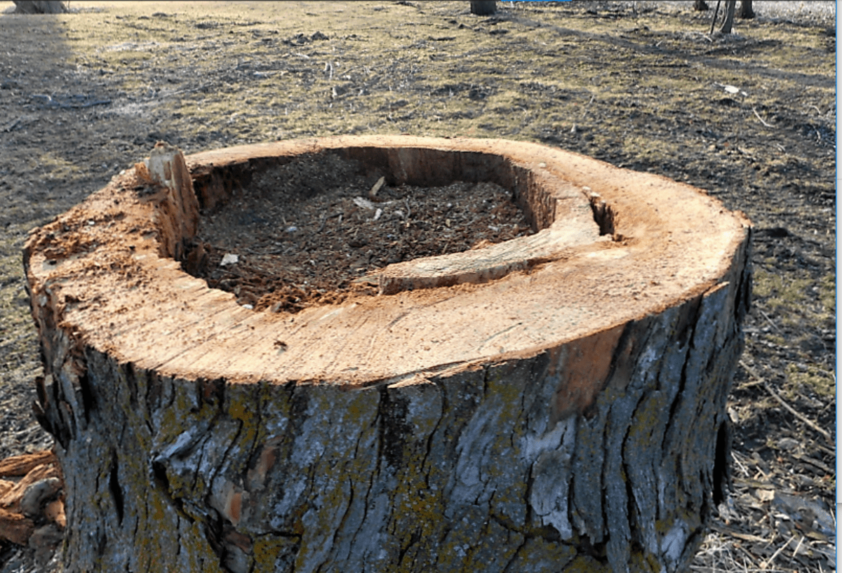 Stump Gardening What to Plant in a Hollow Tree Stump HubPages