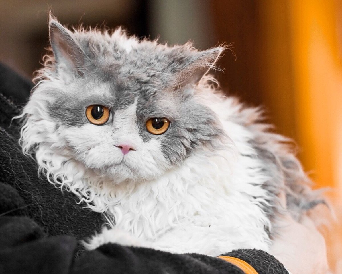 Selkirk Rex Cat Breed Origin, Features, and Pompous