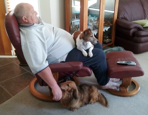 My Miniature Dachshund HubPages