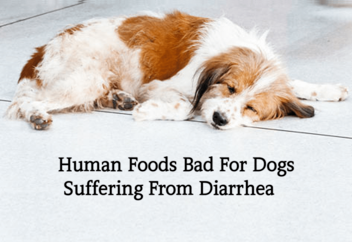 10 Human Foods Bad For Dogs With Diarrhea or Upset Stomach HubPages