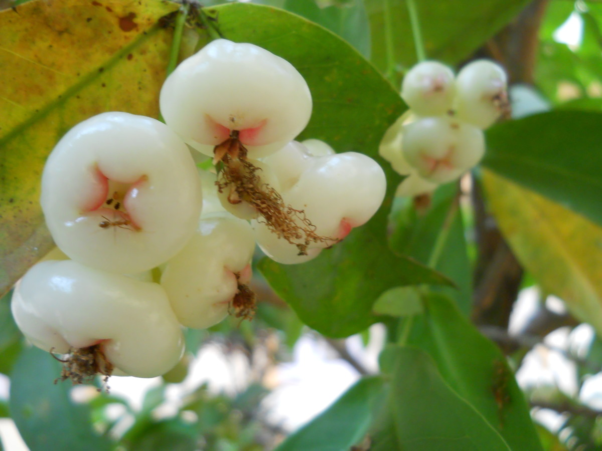 Jambu Water Apple Bell Fruit Nutrition And Health Benefits HubPages