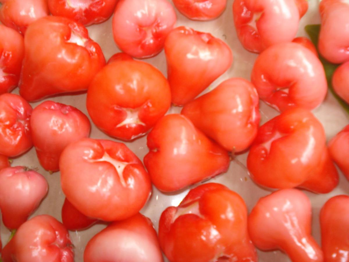 Jambu Water Apple Bell Fruit Nutrition And Health Benefits