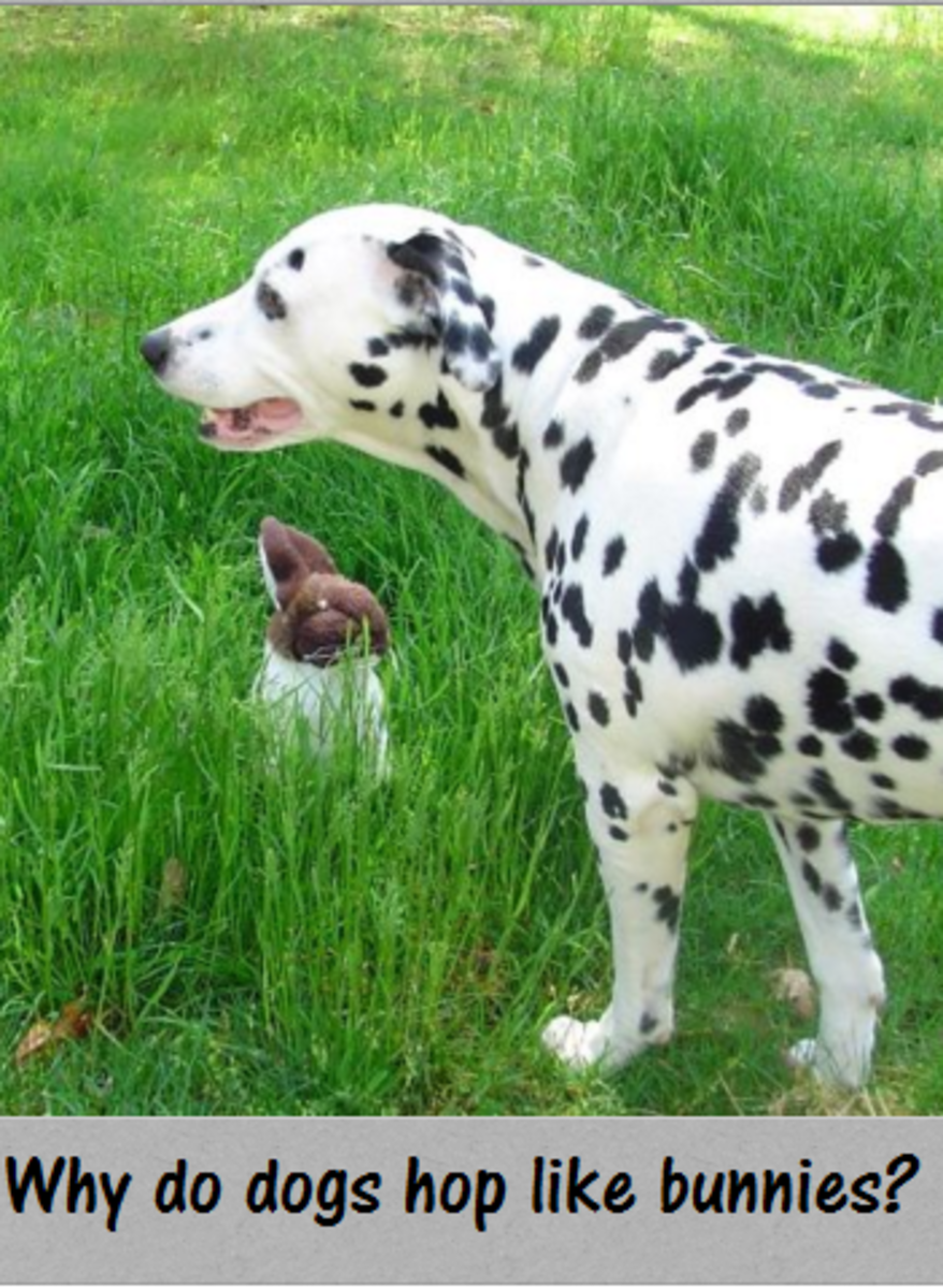 What Causes a Bunny Hopping Gait in Dogs? HubPages