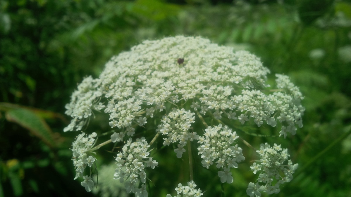 Queen Anne's Lace, a Beloved Wildflower Dengarden