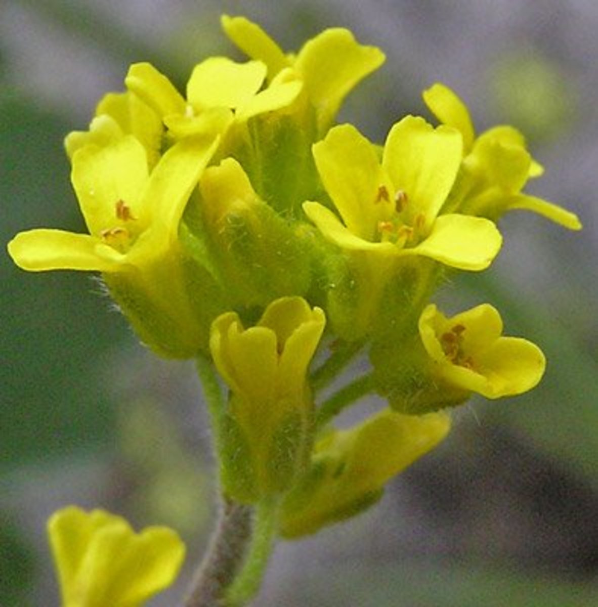 How to Identify Six Plant Families Using Their Flowers Owlcation