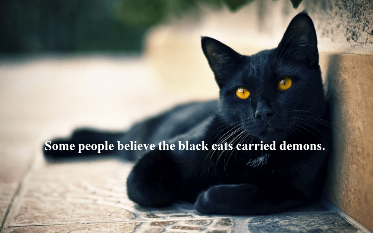 20 Superstitions About Black Cats HubPages