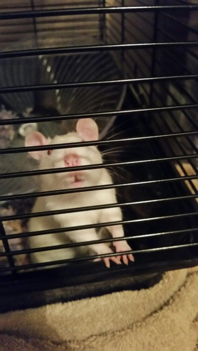 Rat Care for Beginners Feeding and Housing PetHelpful