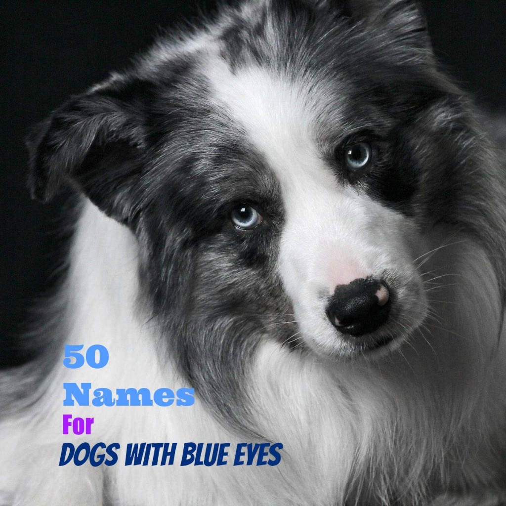 50+ Unique Names For Dogs With Blue Eyes PetHelpful