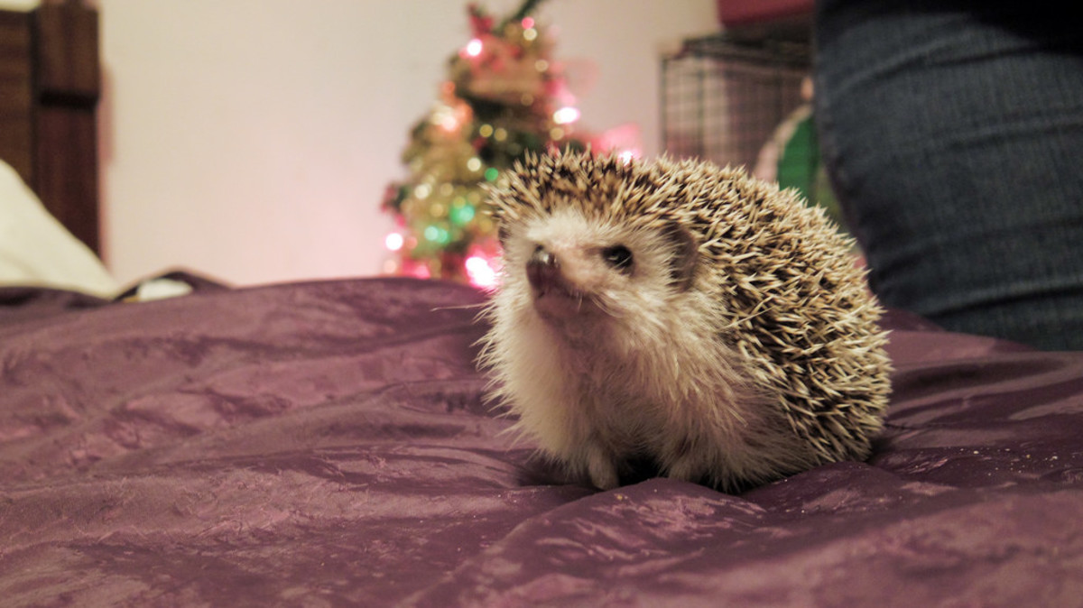 Unusual Pets For Sale Unlike The Other Exotic Animals Of All The Exotic Animals For Sale, They