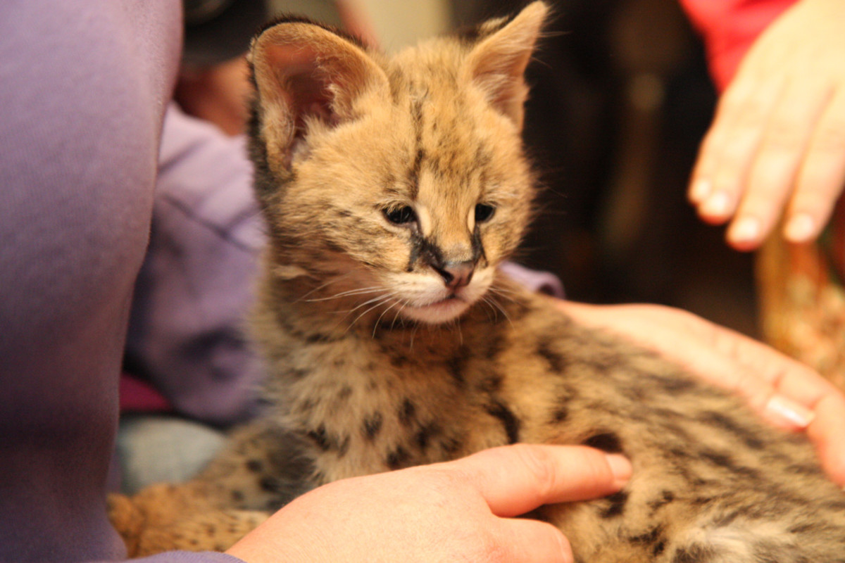 Exotic Pets For Sale Online The Beauty Of Nature And The Finest