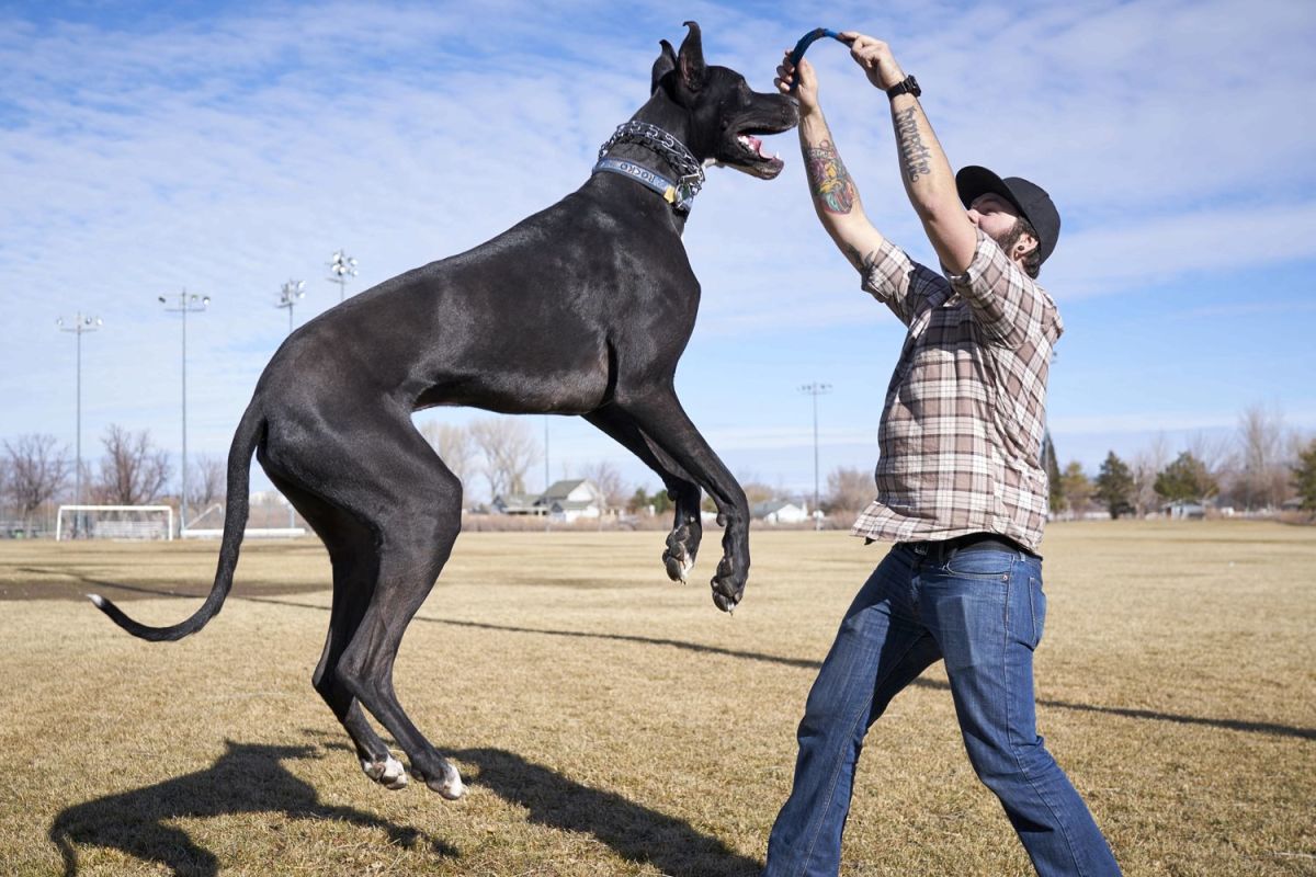 What Are the Top 10 Tallest Dog Breeds? PetHelpful