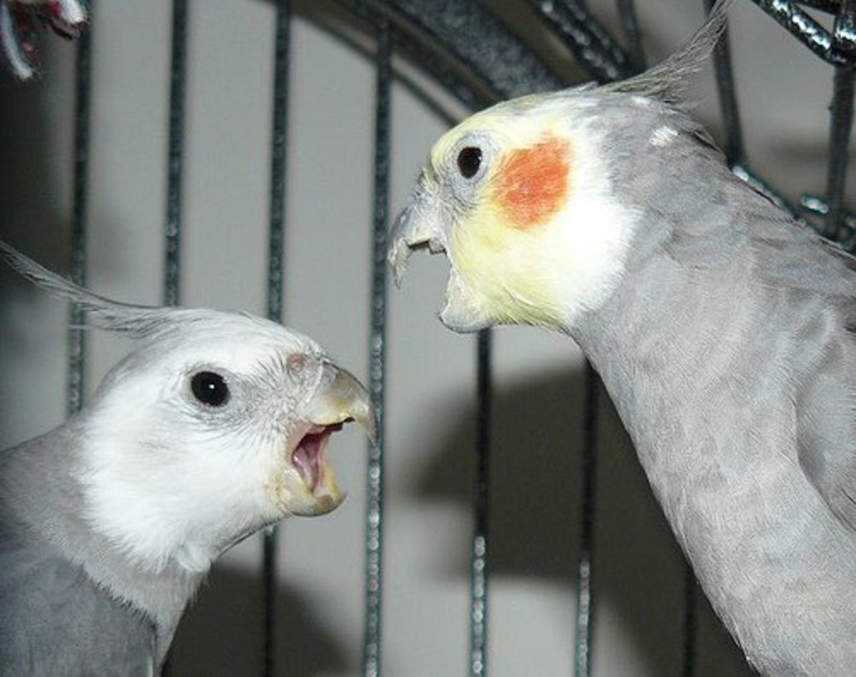 How to Understand a Cockatiel by His Crest PetHelpful