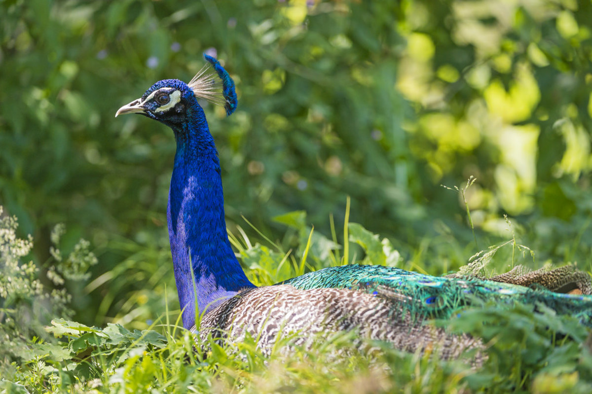 This Exotic Pet Is Legal in Your State PetHelpful