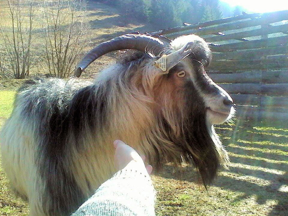 Goats Are Farm Animals That Make Great Pets! PetHelpful