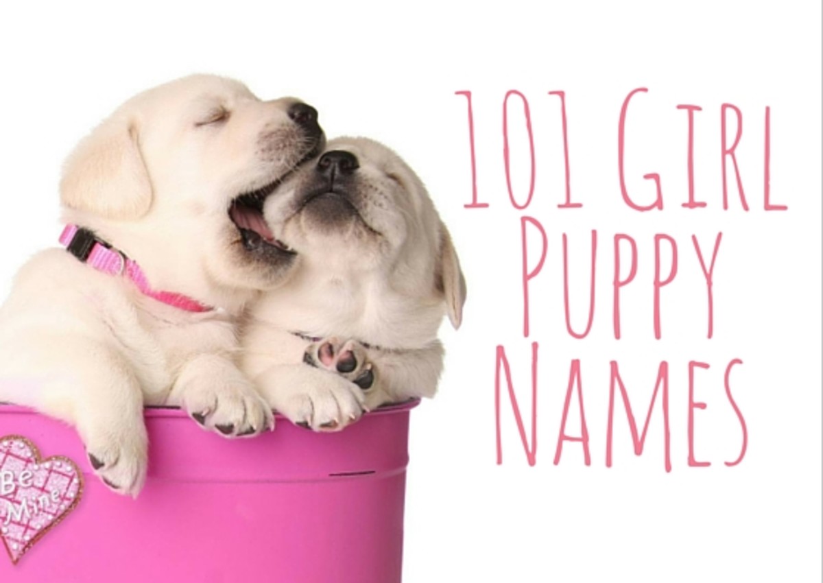 Best Puppy Names for Havanese Dogs PetHelpful