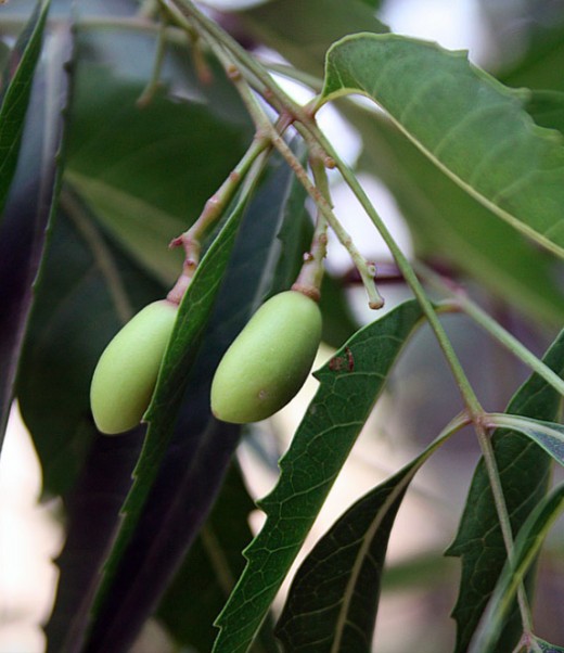 Neem Oil for Dogs stops itching, heals skin, and repels fleas and