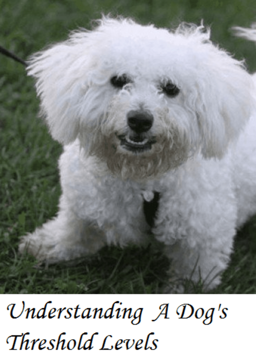 Understanding Dog Trigger Stacking PetHelpful