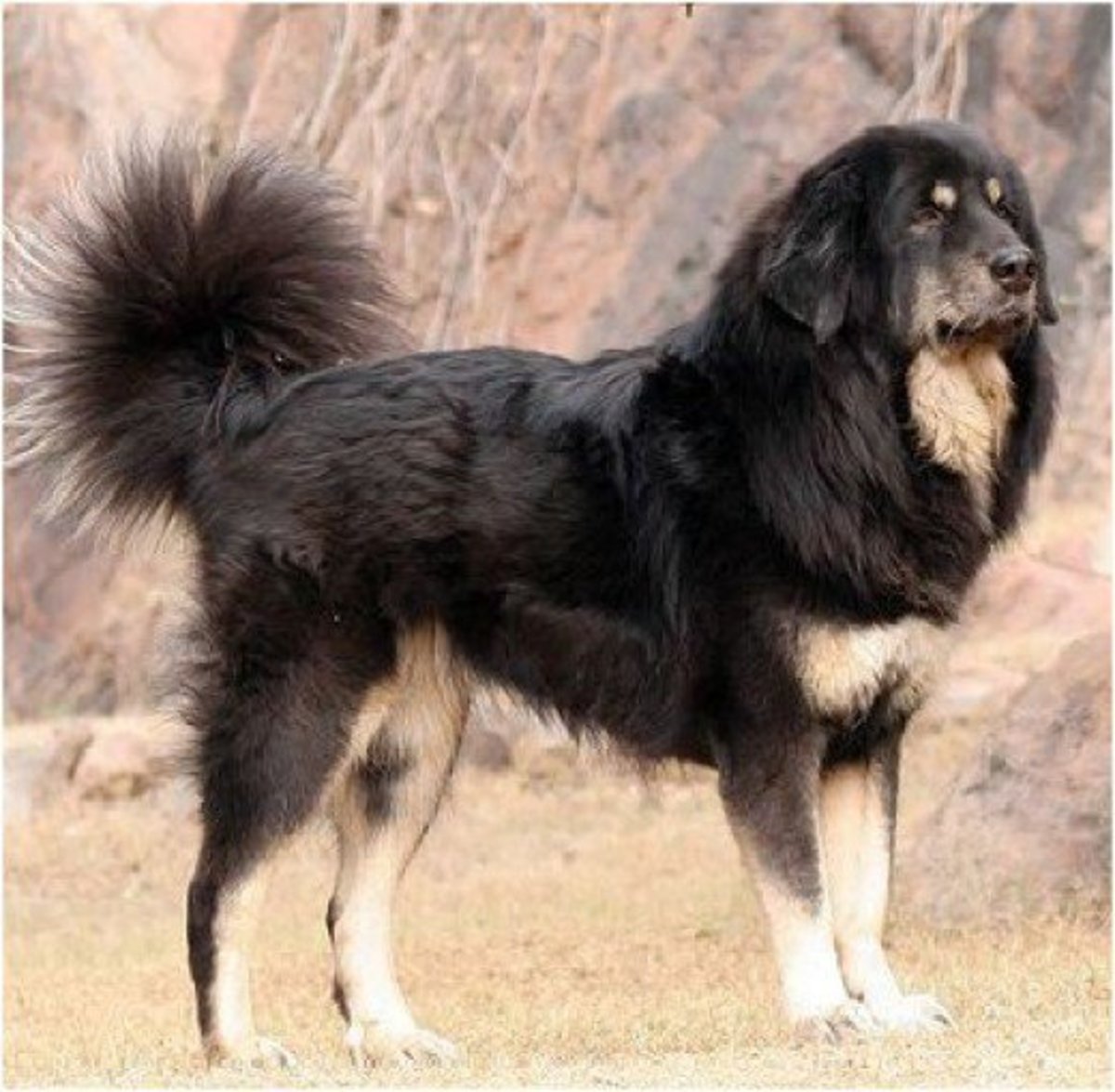 Top Ten Unrecognized Tallest Dogs HubPages