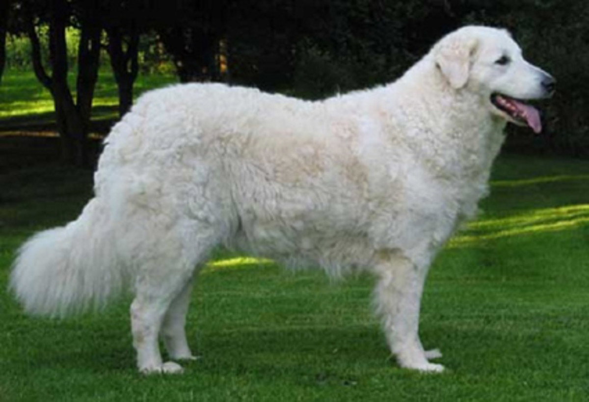 Top 10 Tallest Dogs of White Color HubPages
