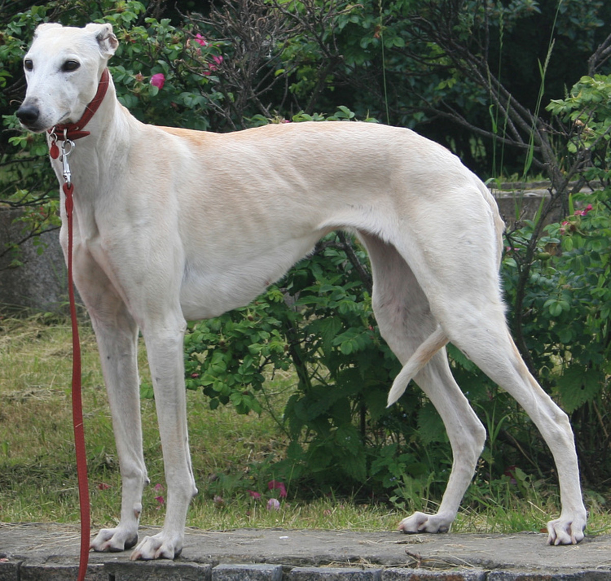 Top Ten Unrecognized Tallest Dogs HubPages