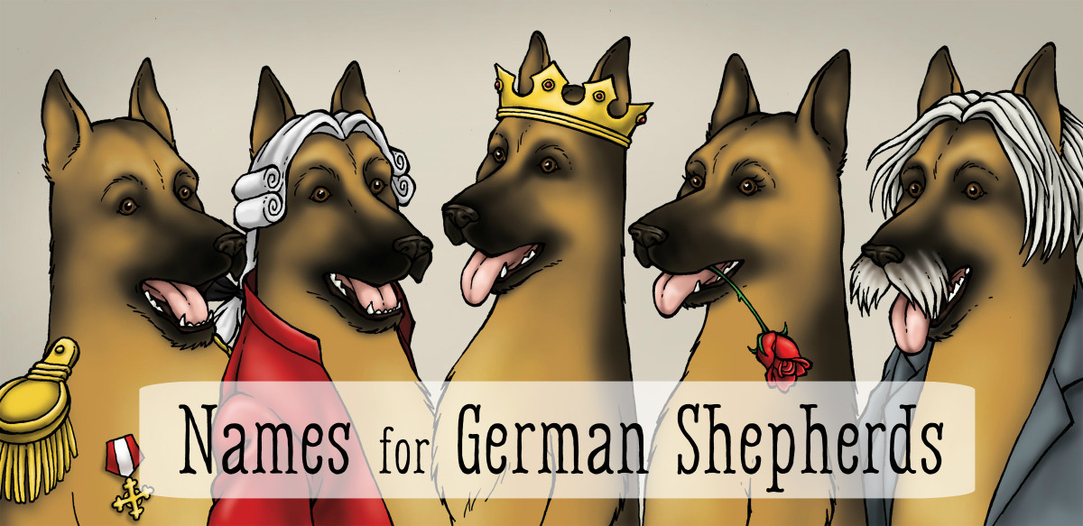 55 Best Dog Names for German Shepherd Puppies PetHelpful