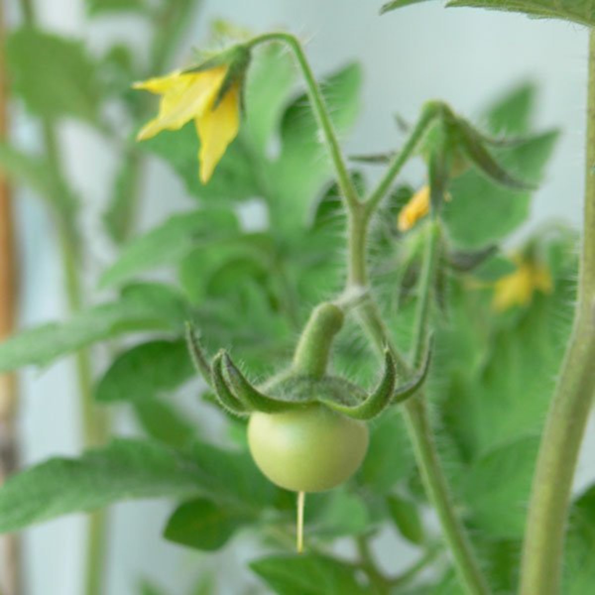 A Beginner's Guide to Growing Tomato Plants Dengarden