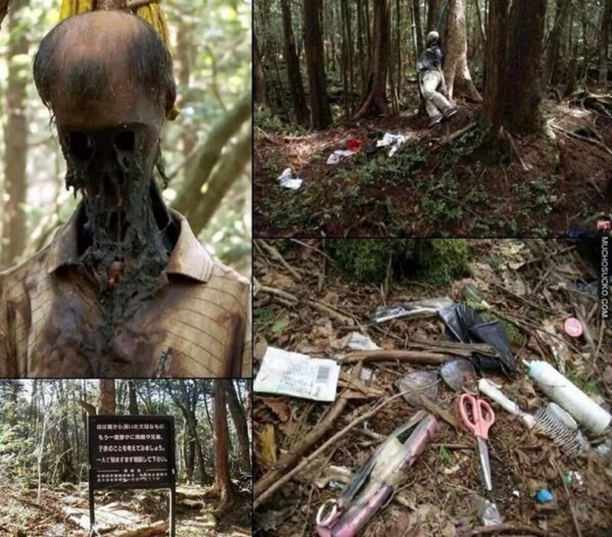 The Secrets of Aokigahara HubPages