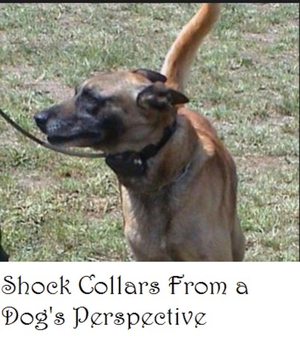 Training Your Dog with a Shock Collar How Will You Decide? HubPages