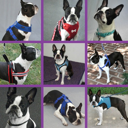 Every dog needs outfitting options HubPages