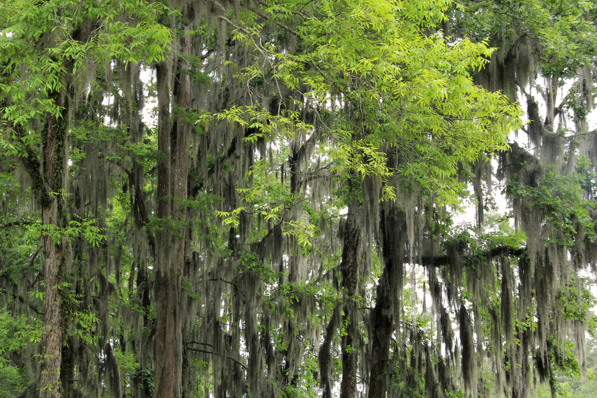 5 Best East Texas Towns to Visit WanderWisdom