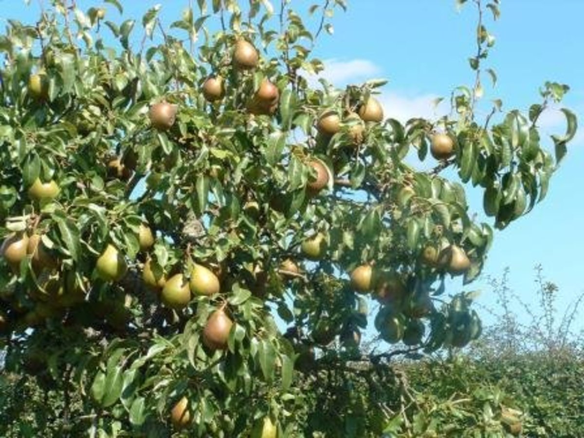 Growing Pears in the Southeast Dengarden