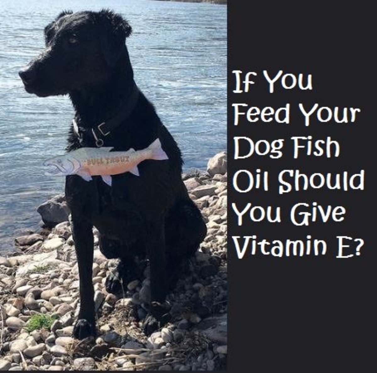 How Your Dog Benefits From Coconut PetHelpful