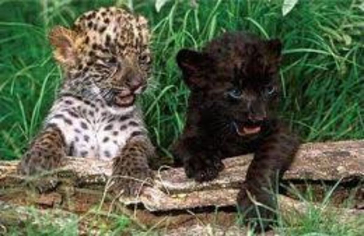 THE STRAWBERRY LEOPARD HubPages