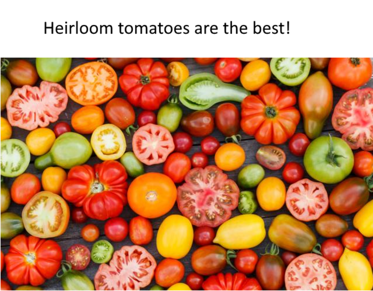 How to Grow Tomatoes in Containers HubPages