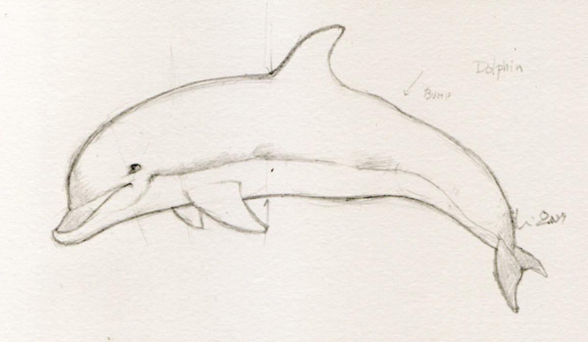 Dolphin drawings in four easy steps HubPages