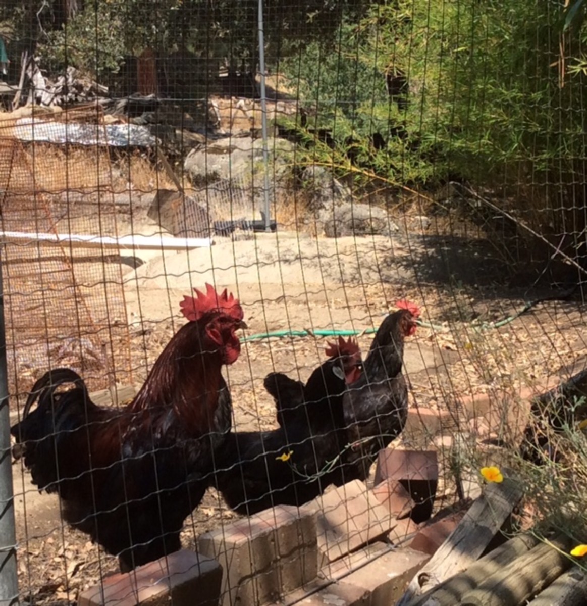 Six Reasons to Keep a Rooster in Your Yard PetHelpful