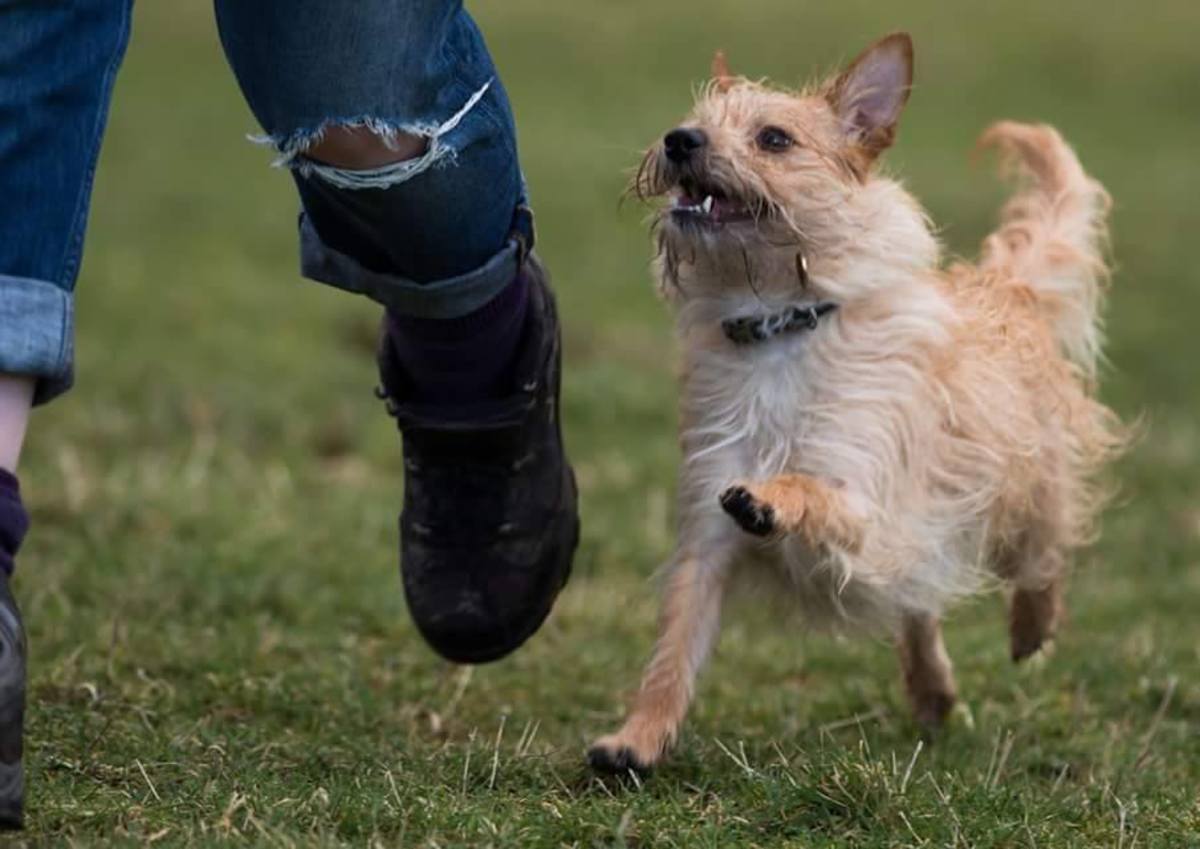 Mastering the Walk How to Teach Your Dog to Walk and Heel